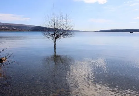 A bare tree standing in the water Stock Photos