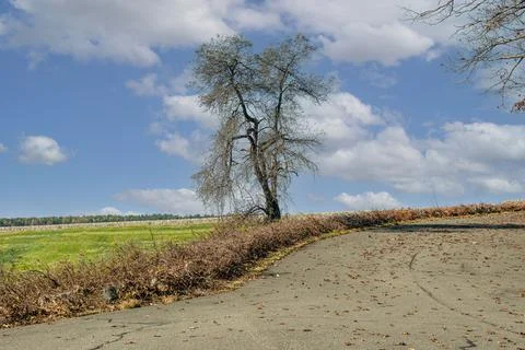 Bare tree stands alone,  in a field at the quabbin reservior, Stock-Fotos
