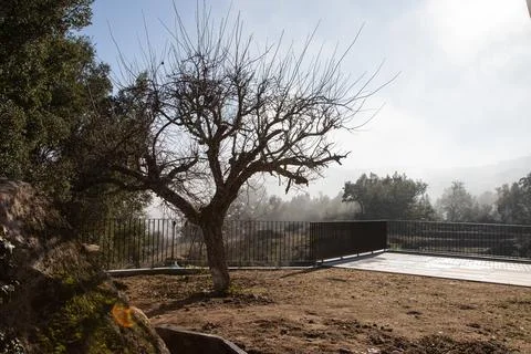 Bare tree stands in a dry yard with black metal fence Stock Photos