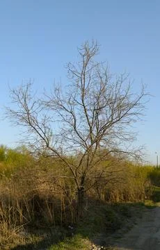 A bare tree stands on the side of the road under the evening sun Foto stock
