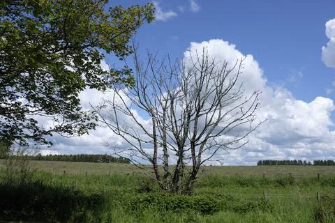 Bare tree stands tall against a vivid blue sky 스톡 사진