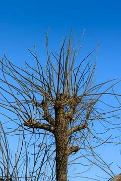 Bare tree stands tall against a clear blue sky Stock Photos