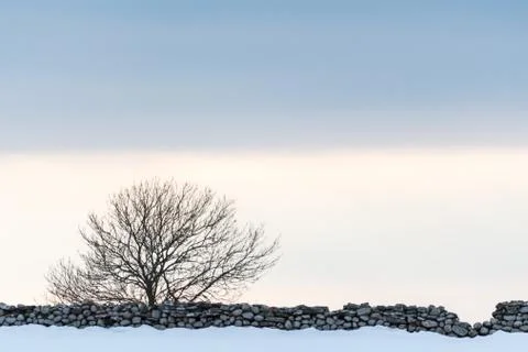 Bare tree by a stone wall Stock Photos