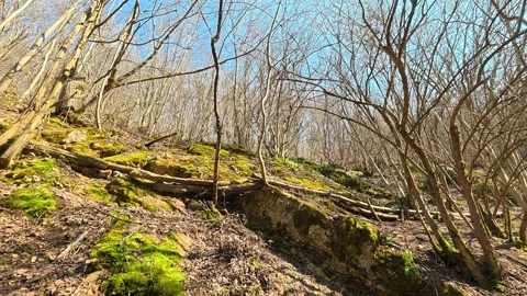 Bare Tree on Sunny Autumn Hillside – Slow Pan Left to Right Vídeo Stock 330633143