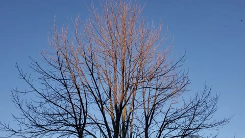 Bare tree in sunset 動画素材 130765708