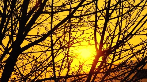 Bare Tree in Sunset Stock Footage 191936300