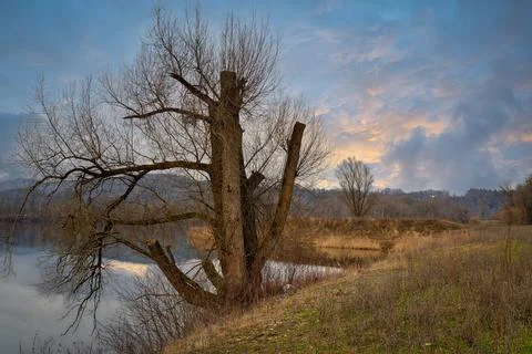 Bare Tree at Sunset Lake Stock Photos
