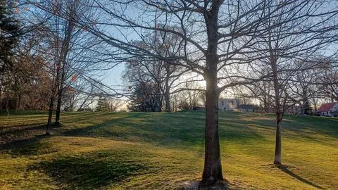 Bare Tree at Sunset Stock Photos