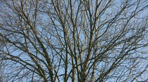 Bare tree sways in wind on sunny day (High Definition) Stock Footage 358762