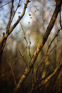 Bare tree with thin branches in the autumn forest. Photos