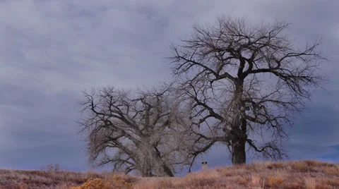 Bare Tree Timelapse 스톡 동영상 30559435