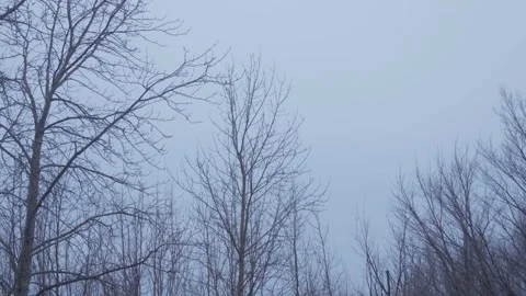 Bare tree top in windstorm cloudy day Vidéo 259229594