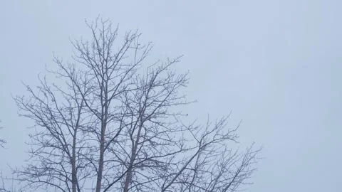 Bare tree top in windstorm cloudy day Vídeo Stock 259229595