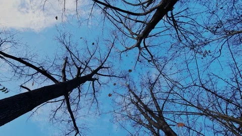 Bare tree tops from below and blue sky with the last autumn leaves falling Stock Footage 246782804