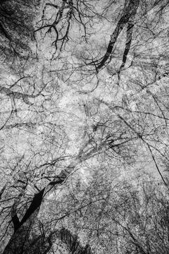 Bare tree tops form graphic and abstract elements in black and white. Stock Photos