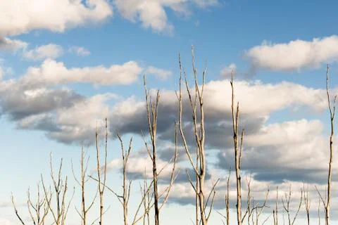 Bare tree tops sunny cloudy sky Stock Photos
