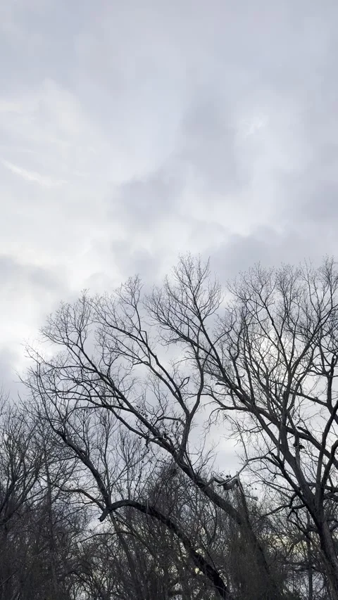 Bare Tree Tops Under Dark Storm Clouds Видео 344807513