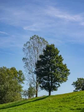 Bare tree an tree with leaves in front of blue sky Stock Photos
