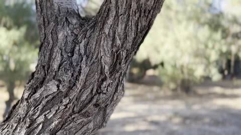 Bare Tree Trunk with Blurred Backgroun Stock Footage 283835199