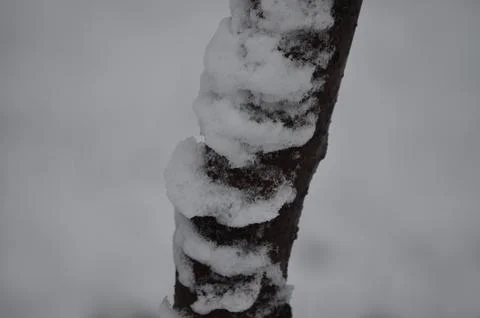 A bare tree trunk covered in fluffy white snow Stock Photos