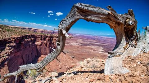 Bare tree trunk at Dead Horse Point, Utah. Stock Photos