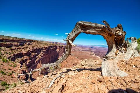 Bare tree trunk at Dead Horse Point, Utah. Stock Photos
