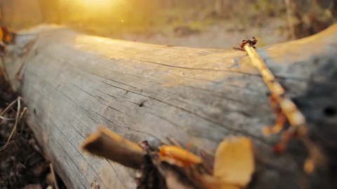 Bare tree trunk on ground at sunset Stockbeeldmateriaal 168280285