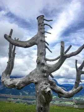 Bare tree trunk Stock Photos