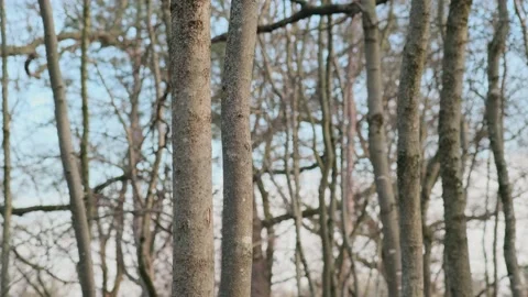 Bare tree trunks Stock Footage 152848024