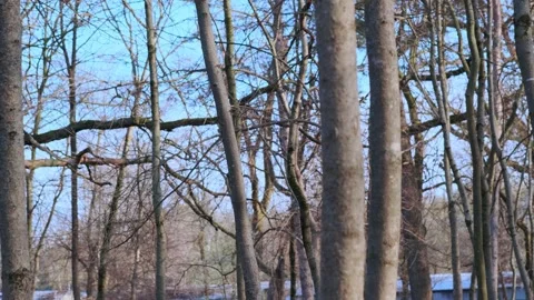 Bare tree trunks in the park Stock Footage 152848046