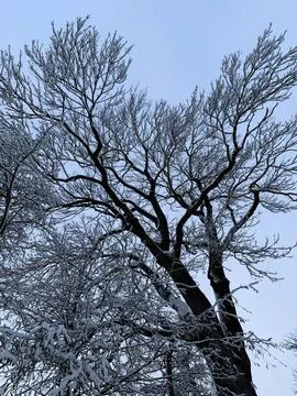 Bare tree with twisted branches against a clear blue sky Stock Photos