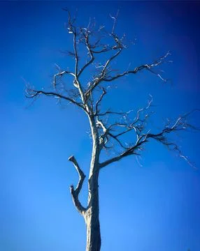 Bare tree with twisted branches against clear blue sky Stock Photos