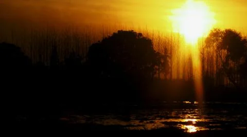 Bare tree under orange sunset 스톡 사진