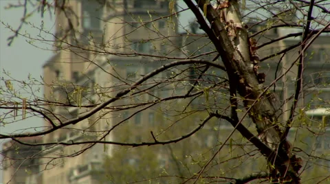 Bare Tree Upper West Side Manhattan Fall Winter Stock Footage 49223684