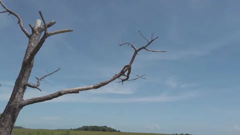 Bare Tree Upward Pan on River from Boat in Charleston, SC Stockbeeldmateriaal 207817964