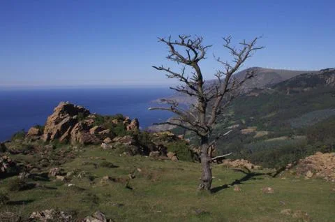 Bare Tree with view Stock Photos