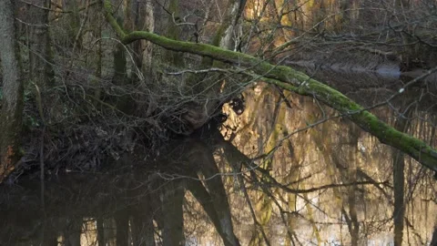 Bare Tree with Water Reflections at River Cold and Refreshing Sunrise Morning Stock Footage 230239673