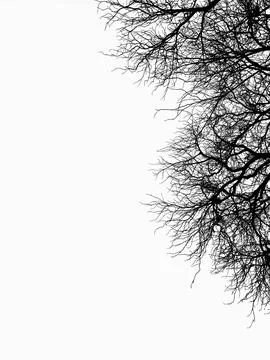 Bare tree on white sky Stock Photos