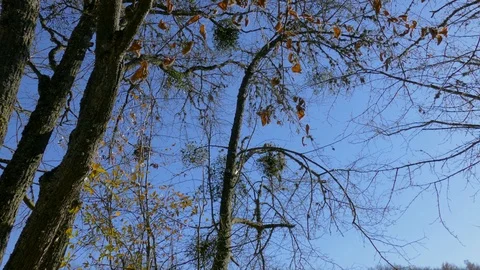 Bare tree with wilted leaves in clear autumn morning, bottom view Stock Footage 119687005