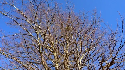 Bare tree in winter against a blue sky. Stock Footage 104763741