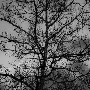 Bare tree in winter landscape Stock Photos