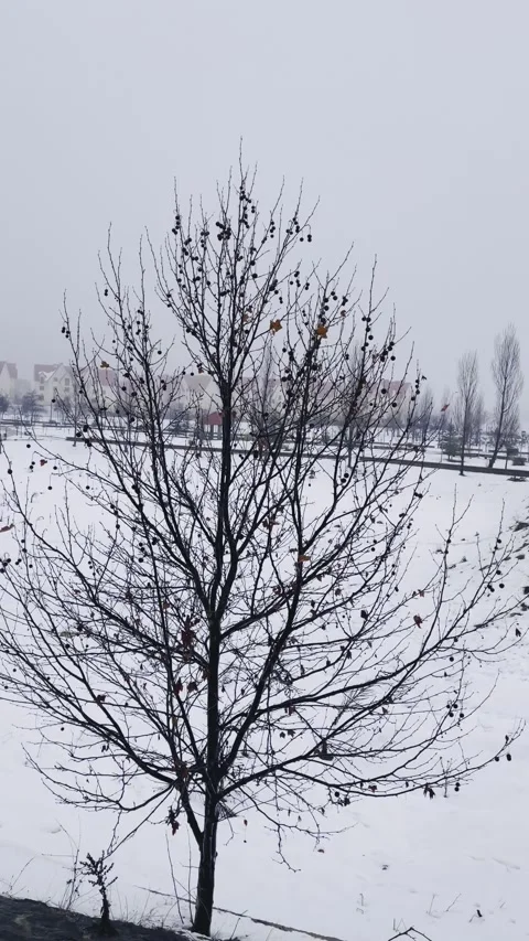 Bare Tree in Winter Landscape Under Overcast Sky Stock Footage 328124643