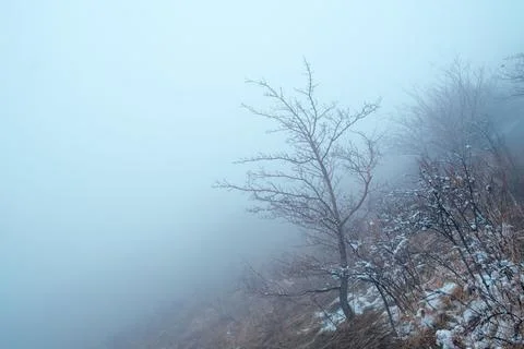 Bare tree in winter on a mountain slope fading into dense white fog with copy Stock Photos