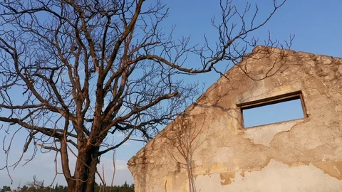 Bare tree in winter next to a derelict and abandoned roofless house. Stock Footage 127357244