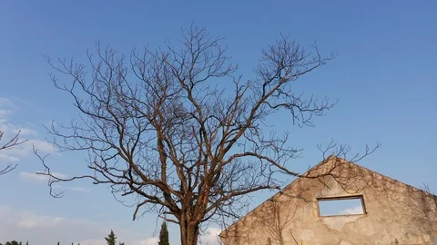 Bare tree in winter next to a derelict and abandoned roofless house. Stock Footage 127360868