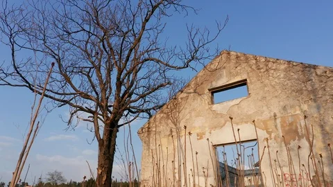 Bare tree in winter next to a derelict and abandoned roofless house Stock Footage 127381976
