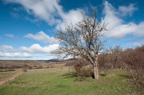 Bare tree on winter Stock Photos