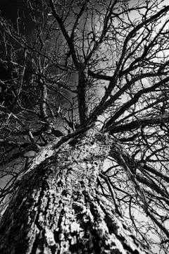 Bare tree in winter Stock Photos