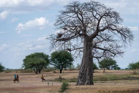 A bare tree without any leaves stands solitary in the middle of a wide field Stock Photos
