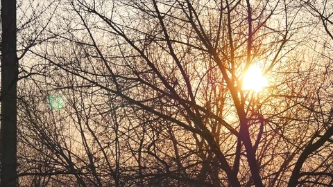 Bare tree without leaves on a background of shining sun at sunset Stock Footage 84347696